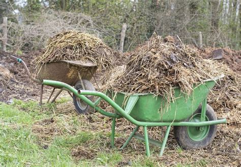 Using Manure in Your Vegetable Garden: Basic Guide - Dre Campbell Farm