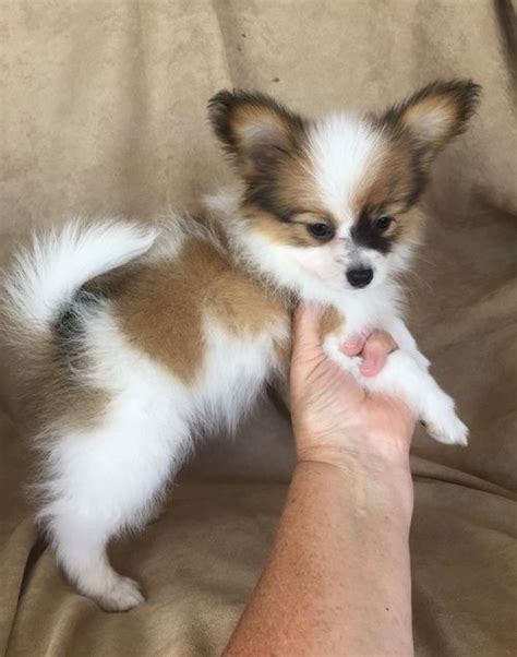 Papillon Puppies For Sale | Tallahassee, FL #270576