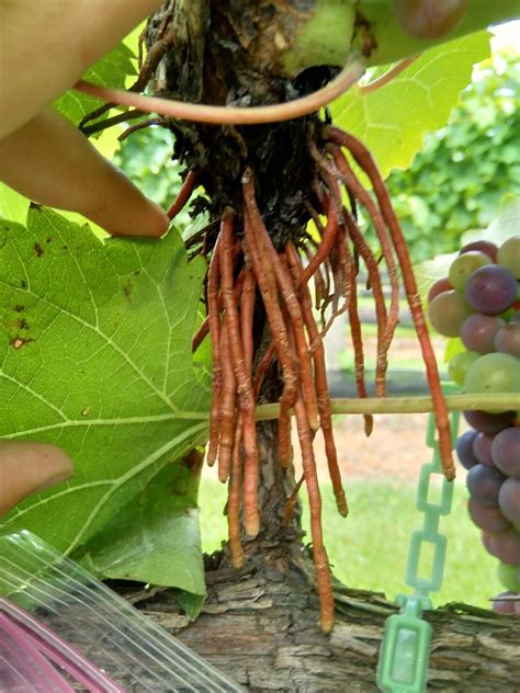 Creepy but Harmless: Grape Aerial Roots