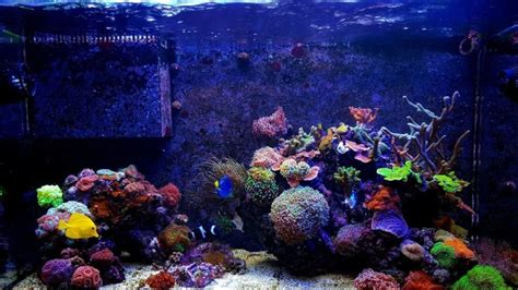 Your Ultimate Guide To Saltwater Aquarium Filter Types - Our Aquariums