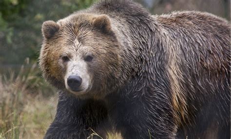 Grizzly Bear - San Francisco Zoo & Gardens