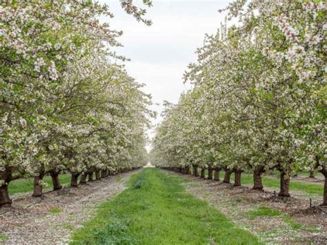 How to Experience California's Blooming Almond Orchards