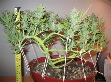 Pruning techniques for marijuana | Blog Philosopher Seeds