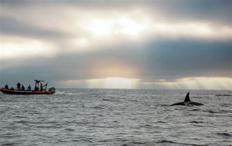 Whale Strandings: A Deep Dive Into the Phenomenon - Impakter