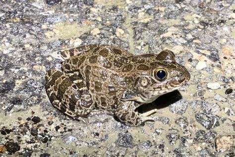 Crawfish Frog on March 21, 2020 at 11:29 PM by Toby Hibbitts · iNaturalist