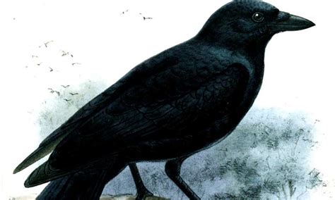 New Caledonian crows extract prey faster with complex hooked tools