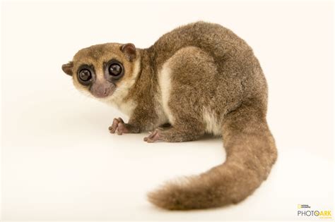 Photo Ark Home Greater Dwarf Lemur | National Geographic Society