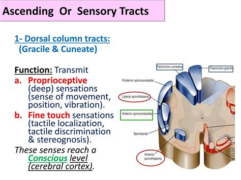 PPT - Ascending Tracts of the Spinal cord PowerPoint Presentation, free download - ID:1886799