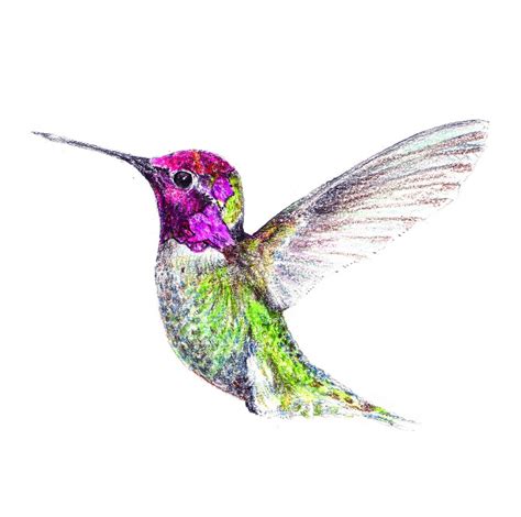 Hummingbird Drawing In Pencil at GetDrawings | Free download