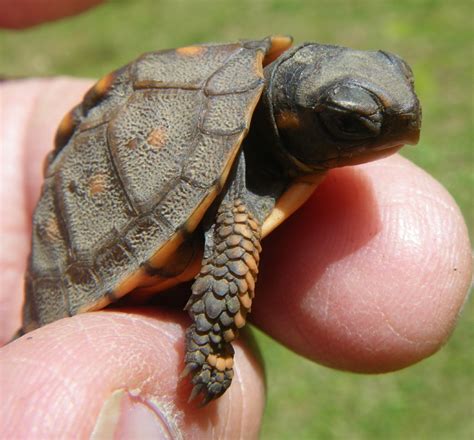 Surprise! Eastern Box Turtle Hatchling Discovered « Turtle Journal