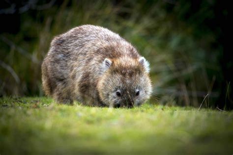 Cradle Mountain Wildlife Spotting after Dark in Tasmania