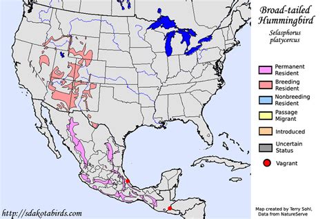 Broad-tailed Hummingbird - Species Range Map