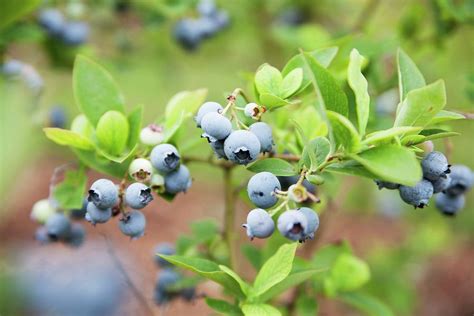 Wild Blueberries On The Bush Photograph by Claudia Timmann - Fine Art America