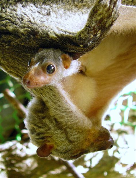 Philippine Flying Lemur | Natural Atlas