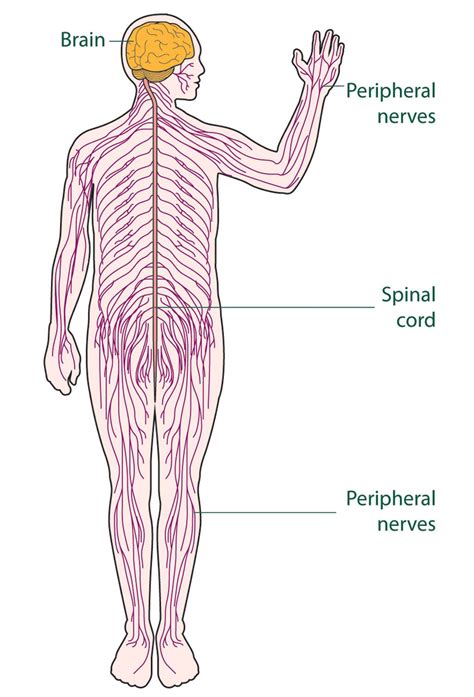 Pin by Hezekiah Beatty on Nervous system | Nervous system diagram ...