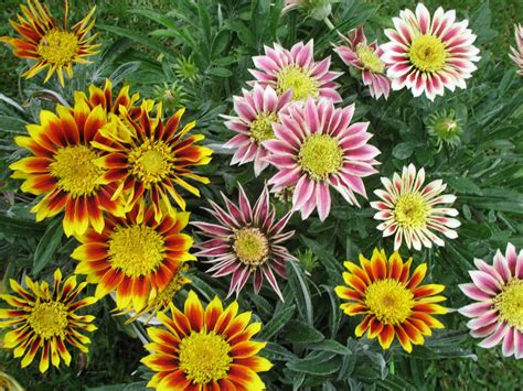 How to Grow and Care for Gazania - World of Flowering Plants