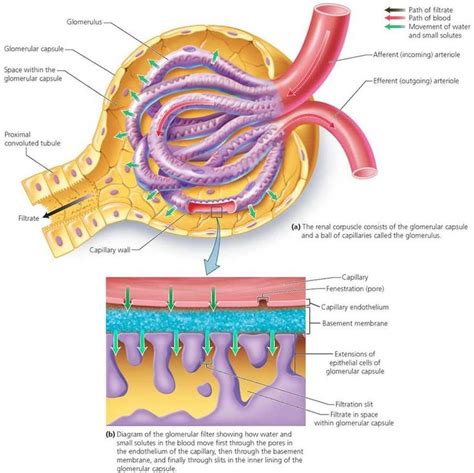 glomerular filtration steps - Google Search | Nursing study guide ...