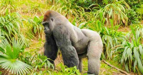 Silverback Gorilla Behavior - AnimalBehaviorCorner