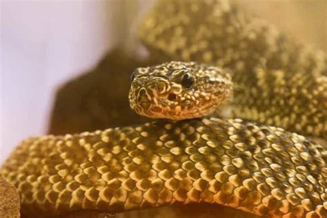 Compounds isolated from rattlesnake venom show activity against ...