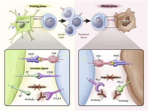 Immunotherapy in melanoma: Recent advances and future directions ...