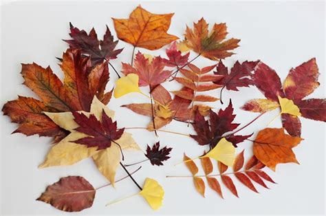 Easy way to preserve fall leaves