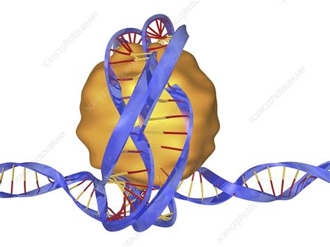 DNA packaging, artwork - Stock Image - C025/4127 - Science Photo Library