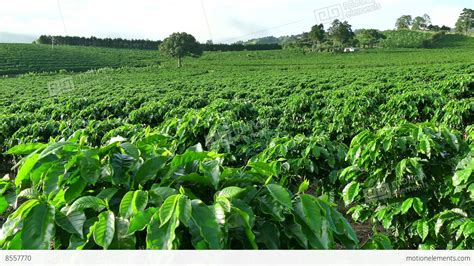 Plantation Cultivation Agriculture Farming Coffee Plants Field In Costa ...