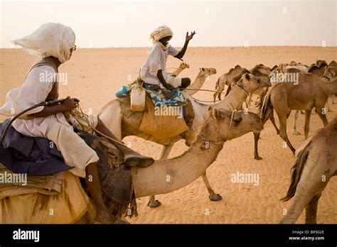 A camel caravan travels through the Sahara Desert Sudan.150 000 camels ...