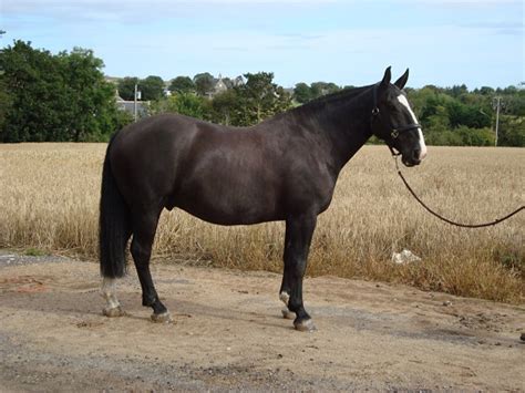 Irish Draught Horse Info, Origin, History, Pictures