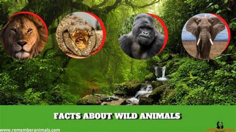 FACTS ABOUT WILD ANIMALS - Remember Animals