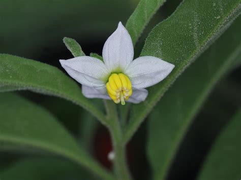 Solanum pseudocapsicum