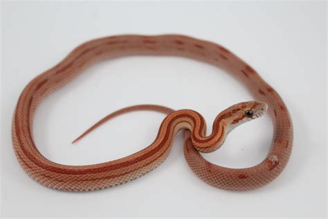 Stripe - Corn Snake Traits - Morphpedia