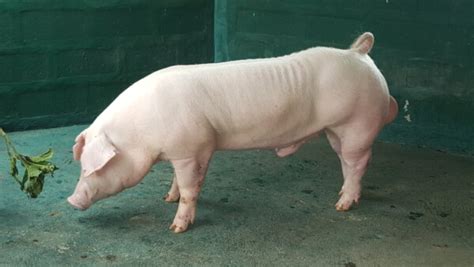 Chester White Pigs - Breed Profile, Behavior & Care