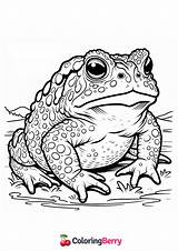 Wyoming Toad Coloring Page Free PDF Printable sketch template