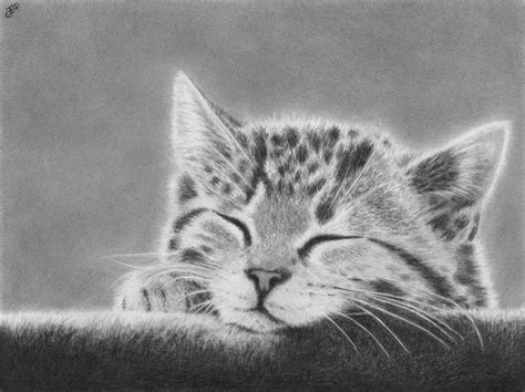 Sleepy Kitten Original Portrait Graphite Pencil Drawing Domestic Cat Realistic Kitty Cute ...
