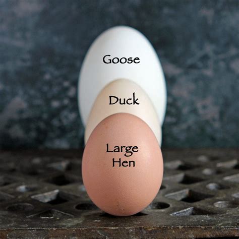 Egg Size and Weight – An international guide with egg size comparison chart