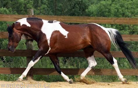 Fotogalerie hřebce Im Ideal | Horses, Pretty horses, Beautiful horses