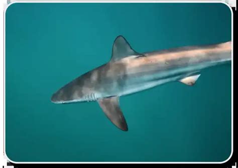 Copper Sharks Are The Coastal Sharks Of The World - Shark Sider