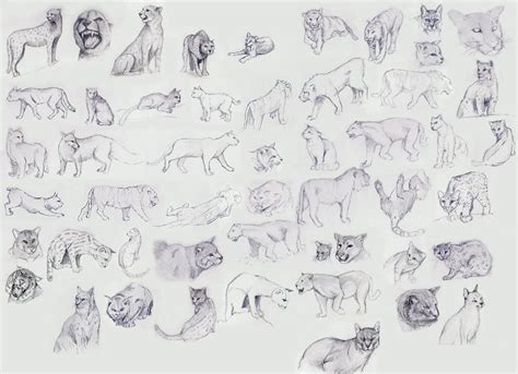 Cat Study by JordanStoddard on DeviantArt