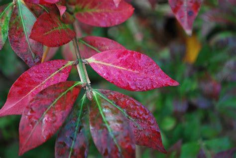 Euonymus Alatus Compactus | Emerald Plants