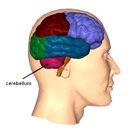 Cerebellum | CNS Traumatic Brain Injury Rehabilitation