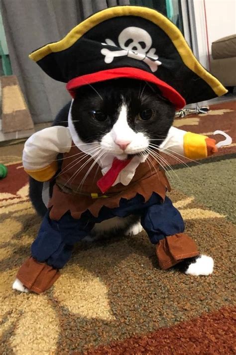 Cat In A Pirate Costume Funny Pirate Cat Halloween Costume Pose. - Cute ...