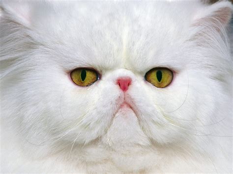 Online crop | white Persian cat in close-up photography HD wallpaper | Wallpaper Flare