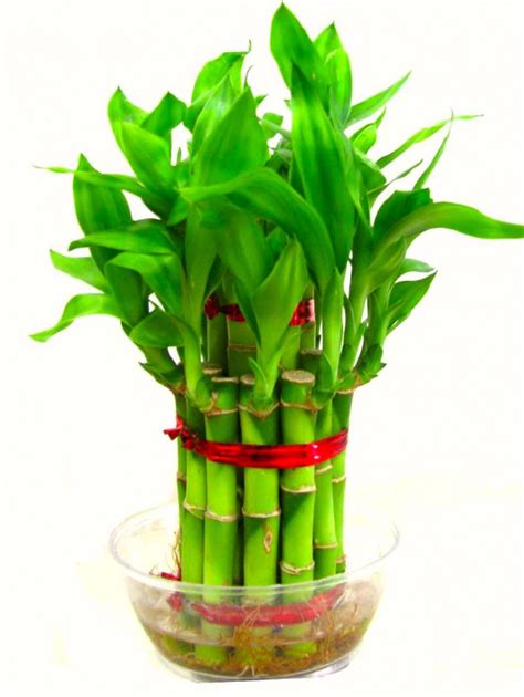 Send 2 Layer Good Luck Bamboo Plants To Philippines | Delivery Green Plants To Manila