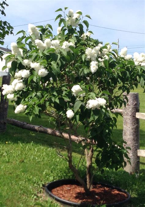 White Lilac Tree | White lilac tree, Lilac tree, Plants