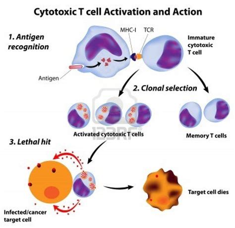 Pin on Immune System