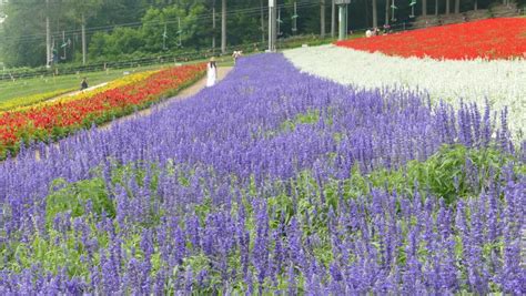 Flower Land Kamifurano, Flower Garden With Mountain View In Furano ...