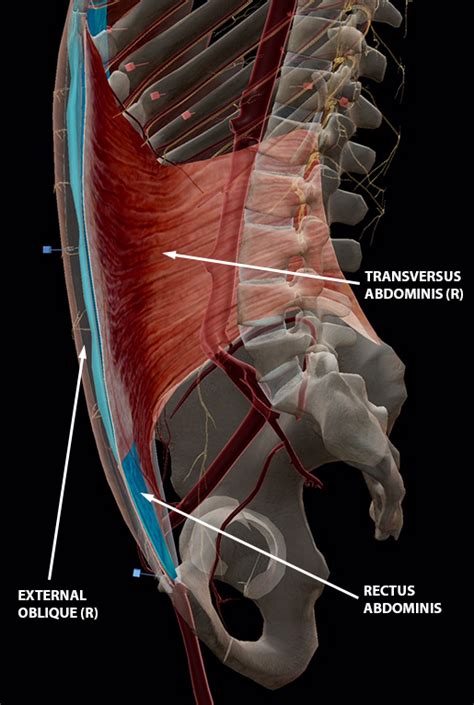 The Rectus Abdominis and Friends: An Intro to the Ab Muscles