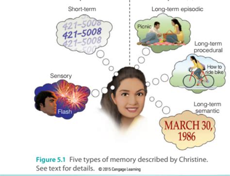 Short Term Memory Is Best Described as Quizlet - ElisekruwMalone