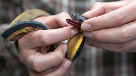 Rare, venomous sea snake found slithering on Southern California shores. Are more coming? - The ...